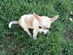Chihuahua puppies for sale and adoption