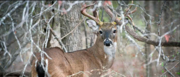 Texas Deer Hunting Guide: Expert Tips for a Successful Hunt